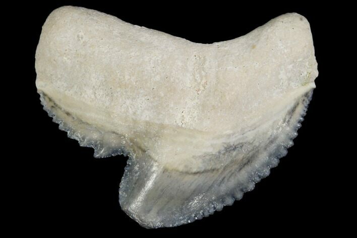 Fossil Tiger Shark Tooth - Bone Valley, Florida #113877
